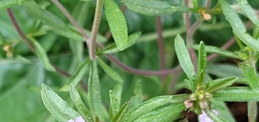 csombor, borsfű vagy borsika fű