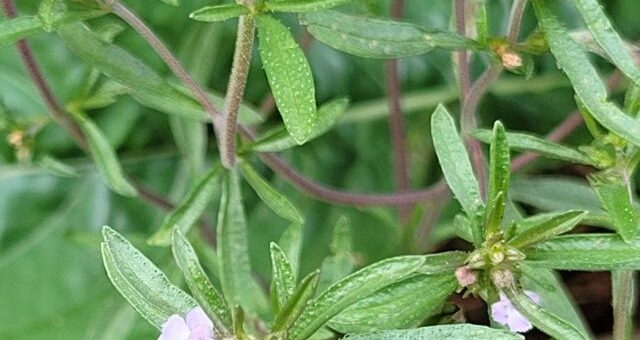 csombor, borsfű vagy borsika fű