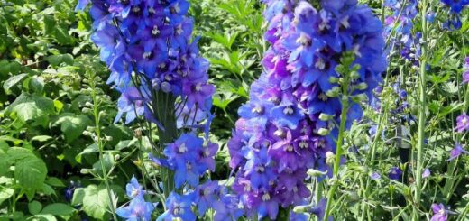 évelő kerti szarkaláb