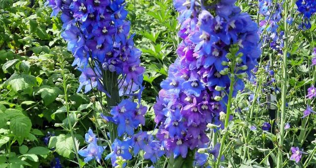 évelő kerti szarkaláb