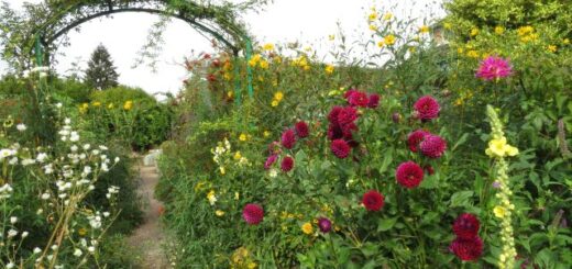 Monet kertje Givernyben