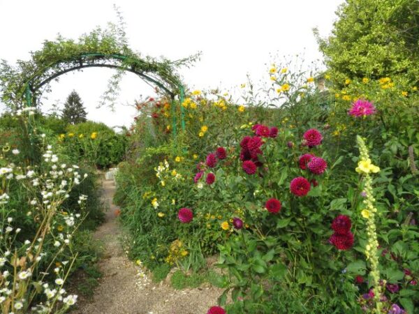 Monet kertje Givernyben