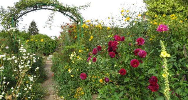 Monet kertje Givernyben