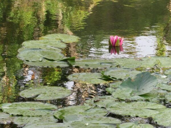 Monet kertje Givernyben