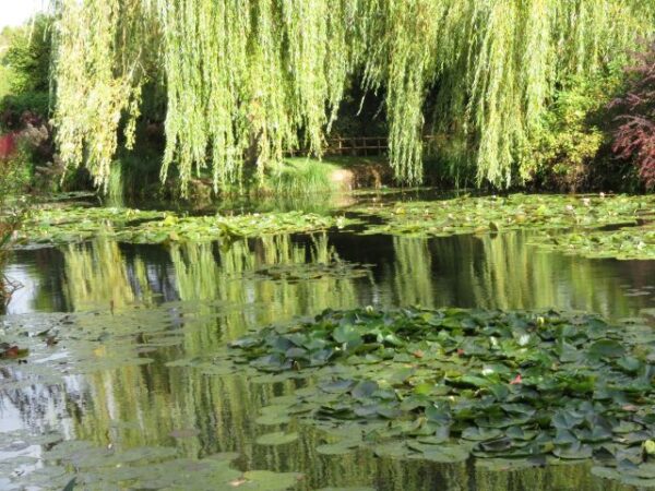 Monet kertje Givernyben