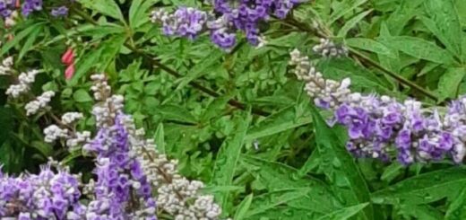 illatos barátcserje