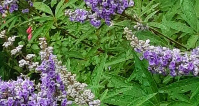 illatos barátcserje