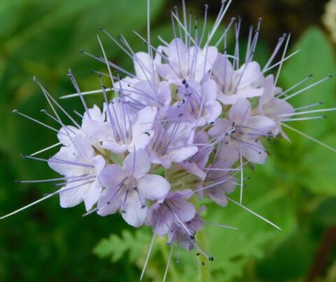 mézontófű (Phacelia tanacetifolia), ismertebb nevén facélia virága