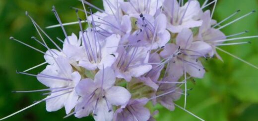 mézontófű (Phacelia tanacetifolia), ismertebb nevén facélia virága