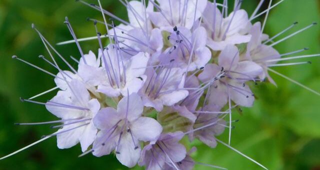 mézontófű (Phacelia tanacetifolia), ismertebb nevén facélia virága