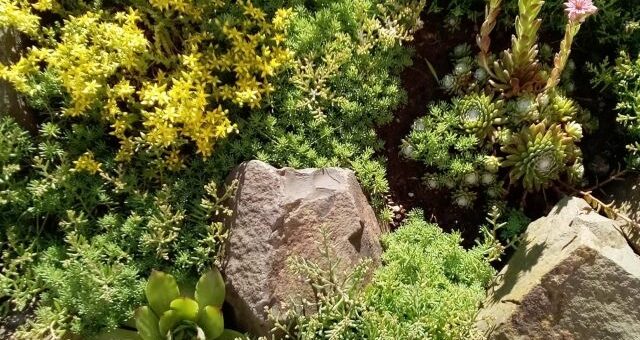 különböző fajta kövirózsák