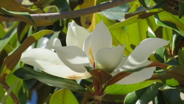 örökzöld magnólia virága