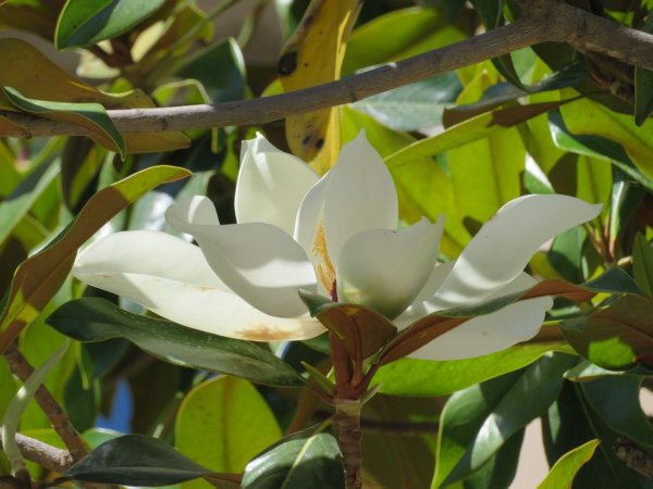 Örökzöld magnólia (Magnolia grandiflora) gondozása, szaporítása » Balkonada