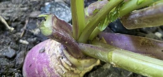 tarlórépa a földben