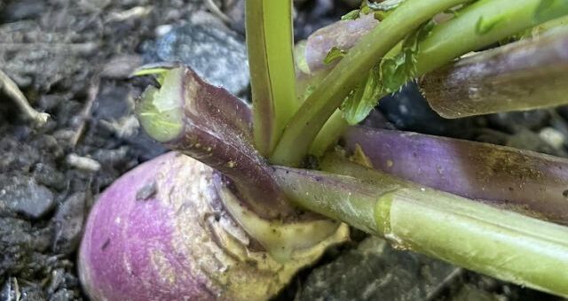 tarlórépa a földben