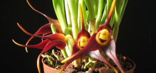 Masdevallia orchidea