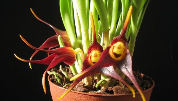 Masdevallia orchidea