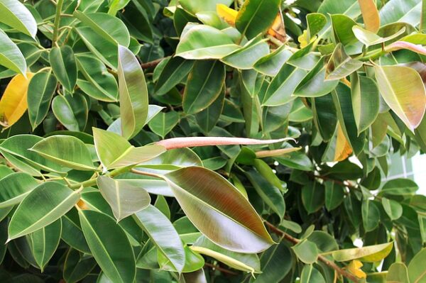 Ficus elastica robusta