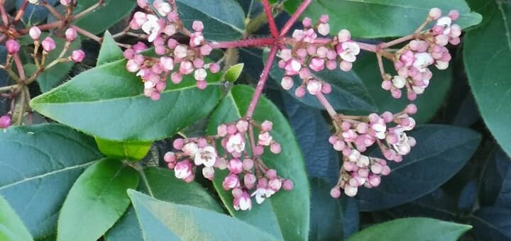 Örökzöldbangita (Viburrnum)