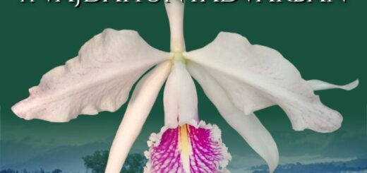 orchidea kiállítás plakát