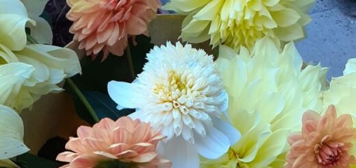 színes dália virágok