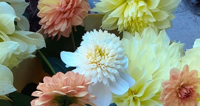 színes dália virágok