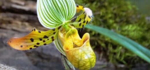 papucsorchidea