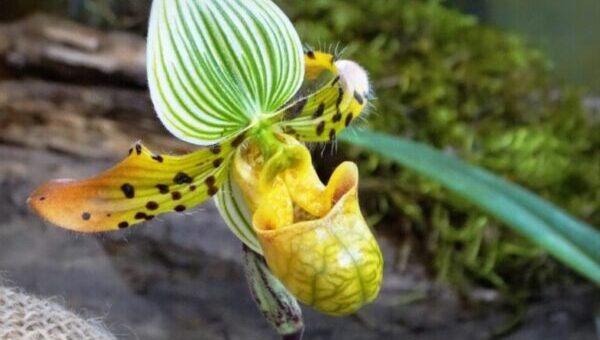 papucsorchidea