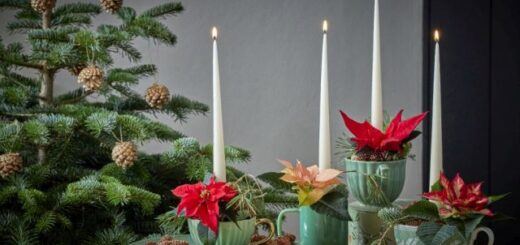 adventi dekoráció mikulásvirággal