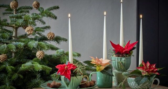 adventi dekoráció mikulásvirággal