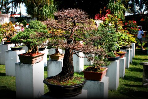 bonsai