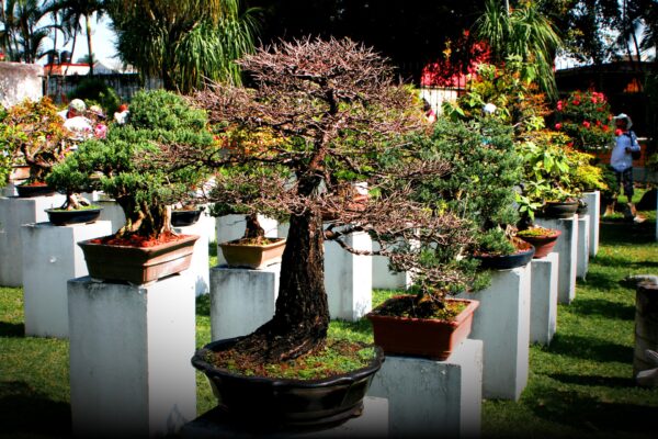 bonsai