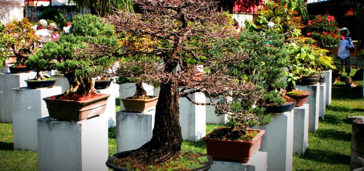 bonsai