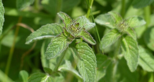 borsmenta sötétzöld levelei