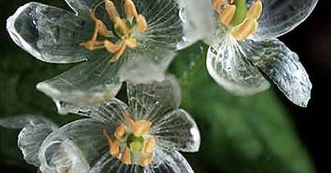 csonvázvirág eső után