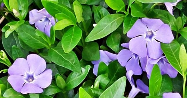 kis télizöld, kis meténg virágzásban