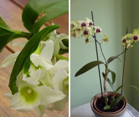 Dendrobium Nobile és Dendrobium Phalaenopsis orchidea