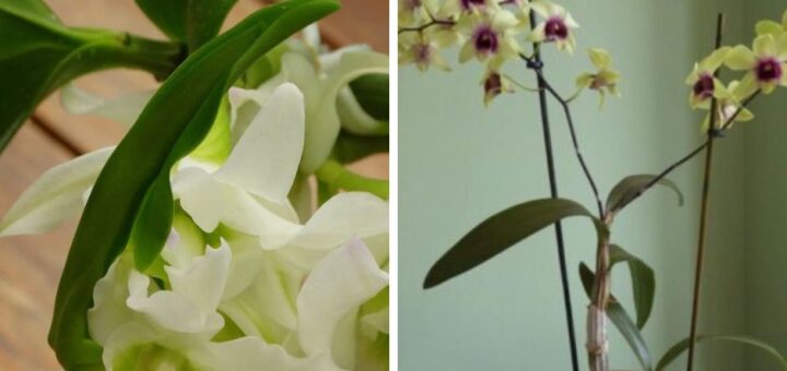 Dendrobium Nobile és Dendrobium Phalaenopsis orchidea