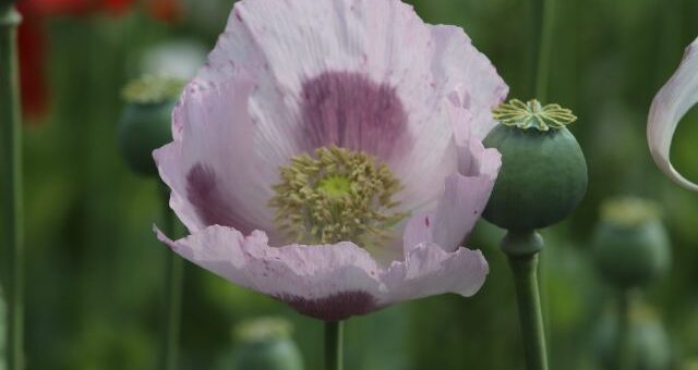 mák virága és gumója