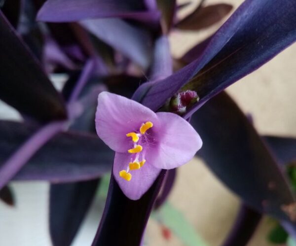 pletyka (Tradescantia)