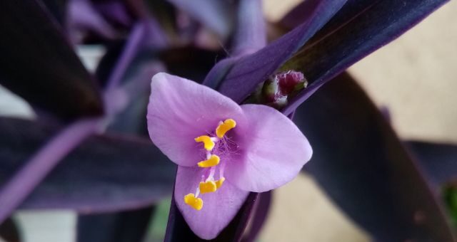 pletyka (Tradescantia)
