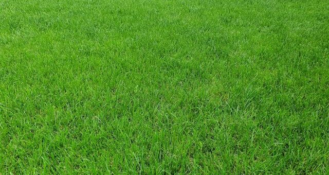 üdezöld gyepszőnyeg