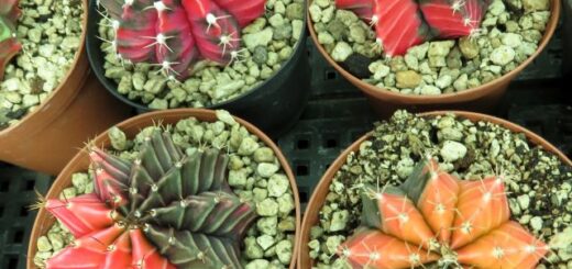 kaktusz kiállítás 2025