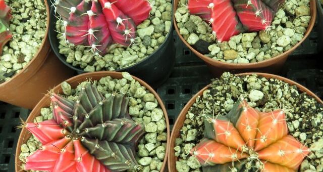 kaktusz kiállítás 2025