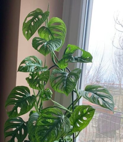 Monstera adansonii