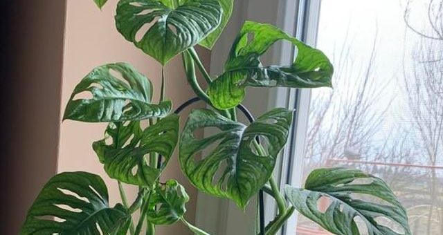 Monstera adansonii
