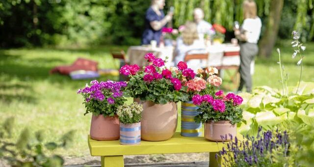 színpompás muskátlik a szabadban