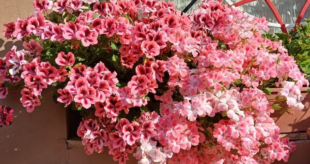 rószasízínű angolmuskátli