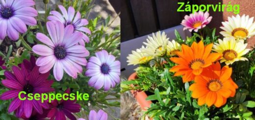 cseppecske vrág és záporvirág