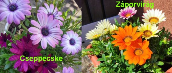 cseppecske vrág és záporvirág